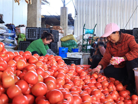 Tomatoes Selection