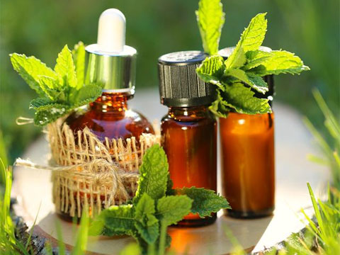 Plant essential oils