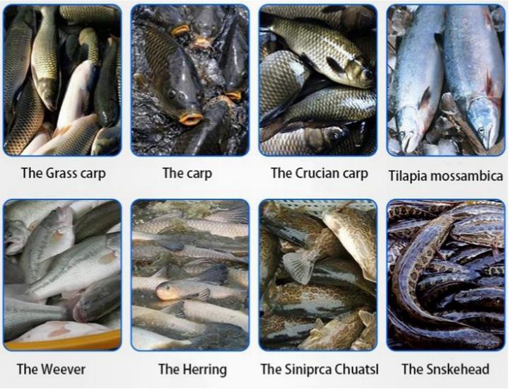 Fish types suitable for fish killing machine