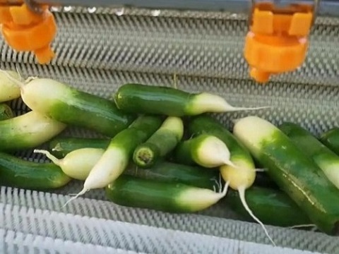 Bubble washing machine for vegetables vs brush washer which one fits your line