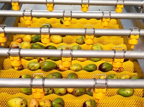 Fruits being cleaned in the parallel drum brush cleaning machine