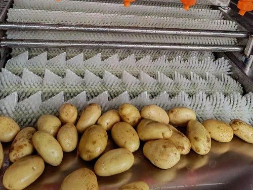 Potatoes after Parallel roller brush cleaning machine